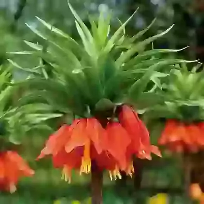 Fritillaria
